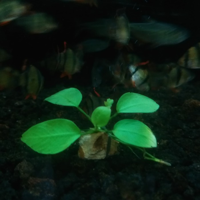 Tanaman Aquascape " Anubias Golden Mini "