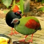 

telur burung puyuh hias untuk ditetaskan