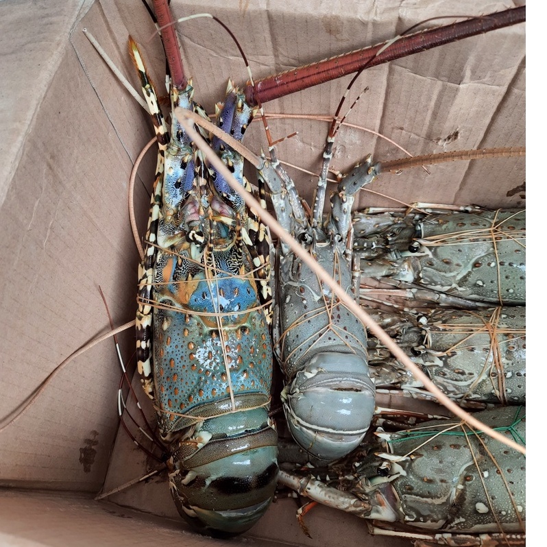 LOBSTER Mutiara Frozen Udang Lobster Laut Beku 1Kg (Frozen Pearl Lobster) Fresh Lobster Segar