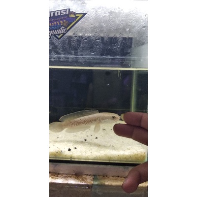 stewarti karbi 11_12 CB