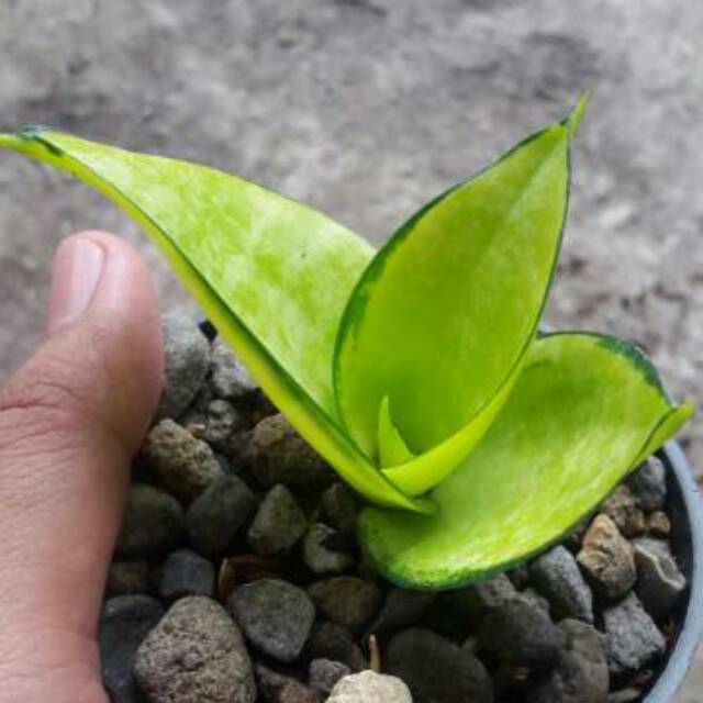 Sansevieria Solid Gold (Philipine Mutasi)