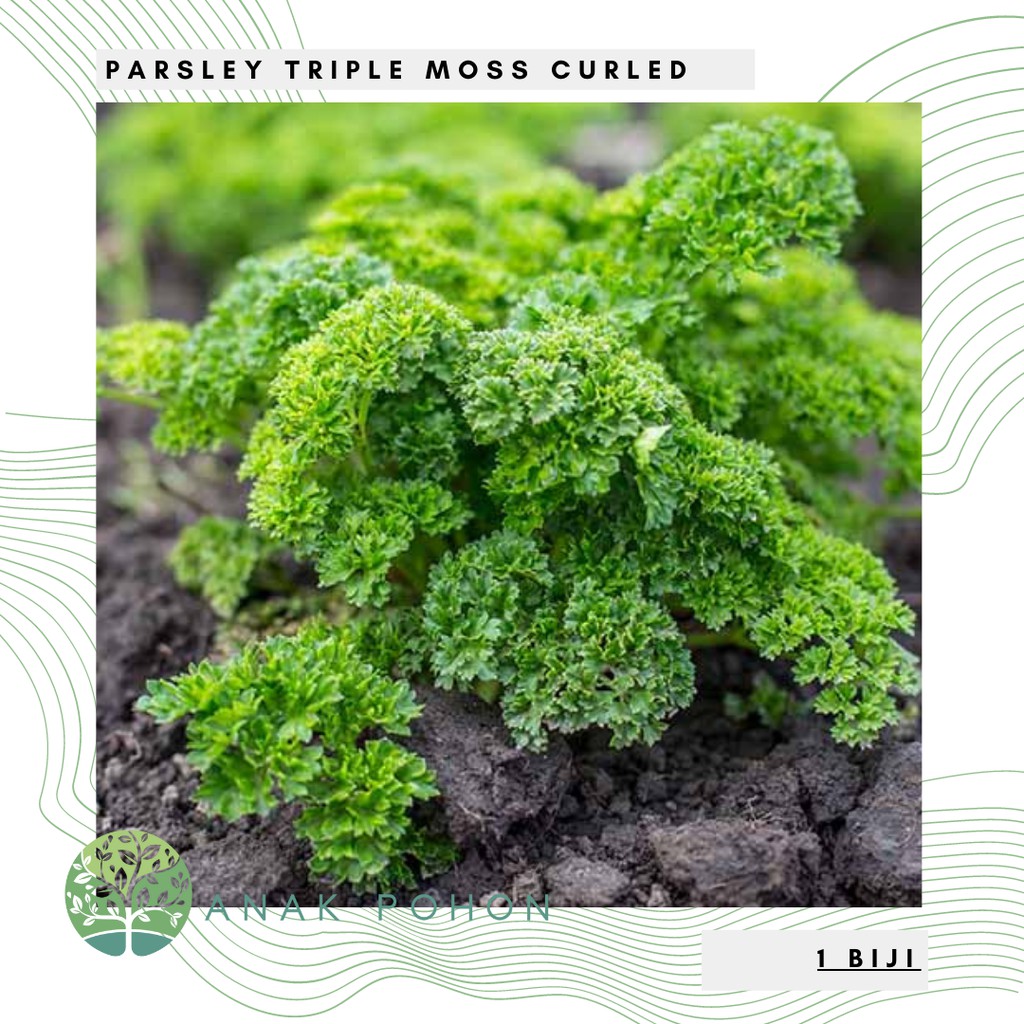 Benih Bibit Biji - Parsley Triple Moss Curled Herb Seeds - IMPORT