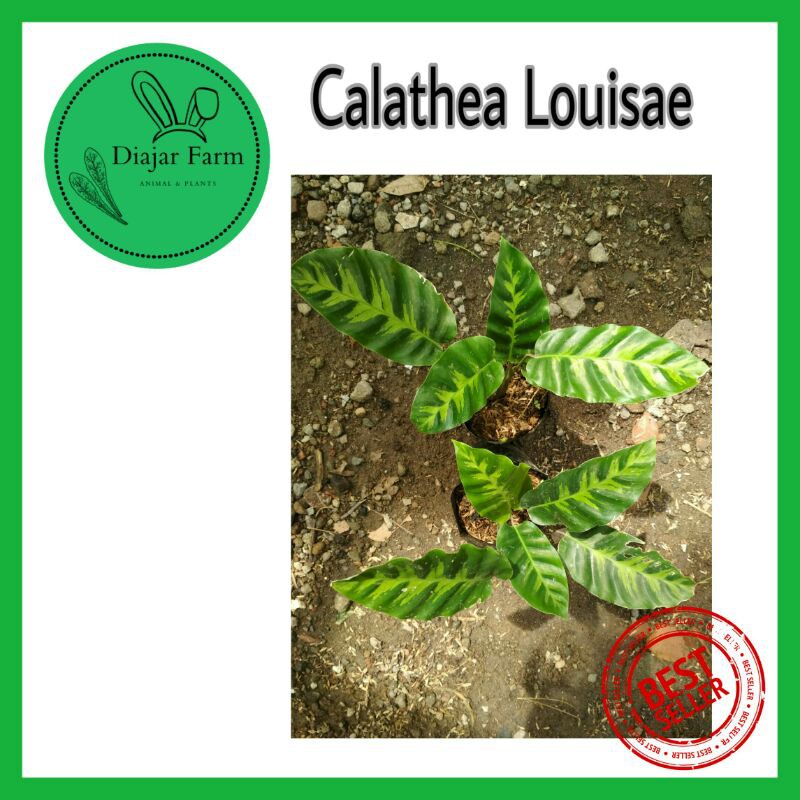 Tanaman Hias Calathea Ekor Merak