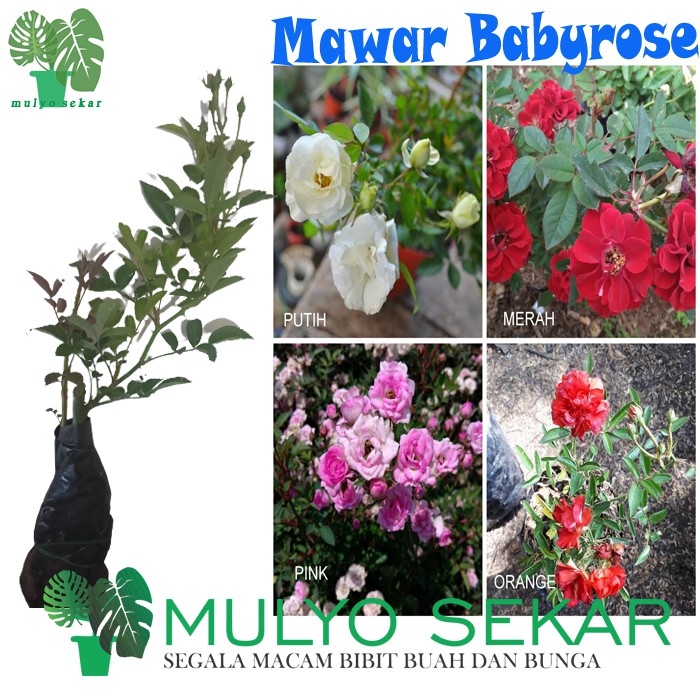 tanaman hidup mawar baby rose - mawar mini babyrose - Tanaman hias hidup Mawar babyrose bibit tanaman hidup baby rose