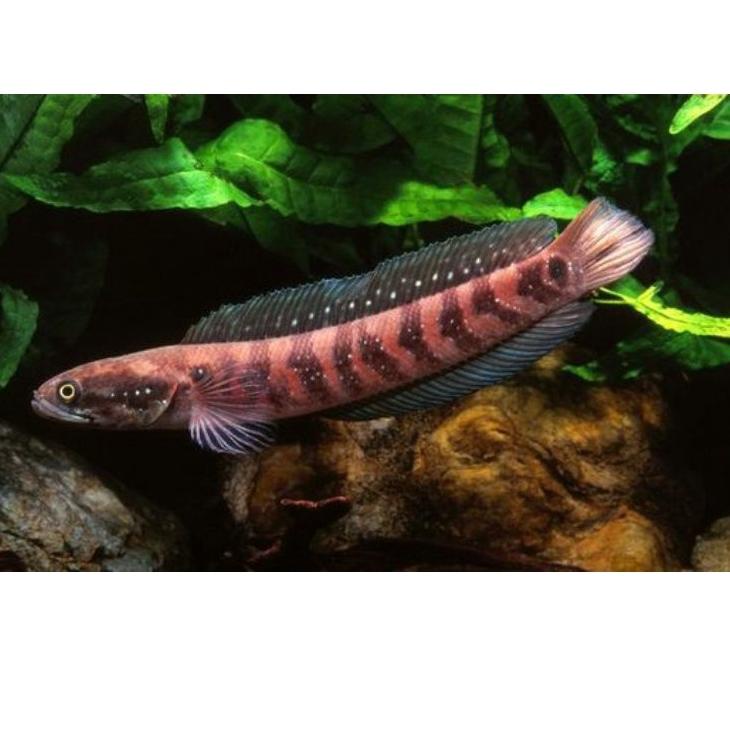 ✨NEW✨ asiatica RS pure murah