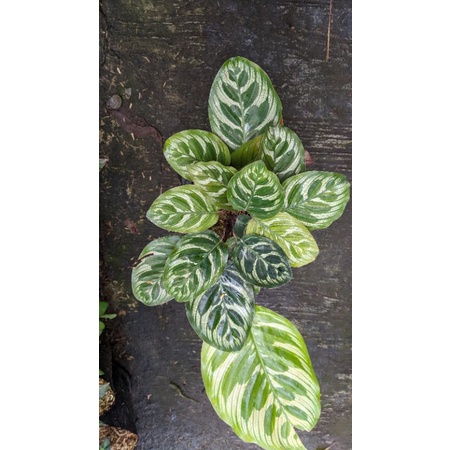 Calathea makoyana (REAL PICT)  - tanaman bunga calathea macan MURAH