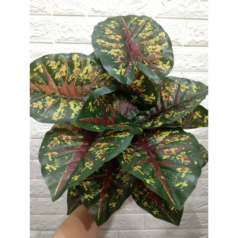 Daun Keladi Merah 18cabang Shopee Indonesia