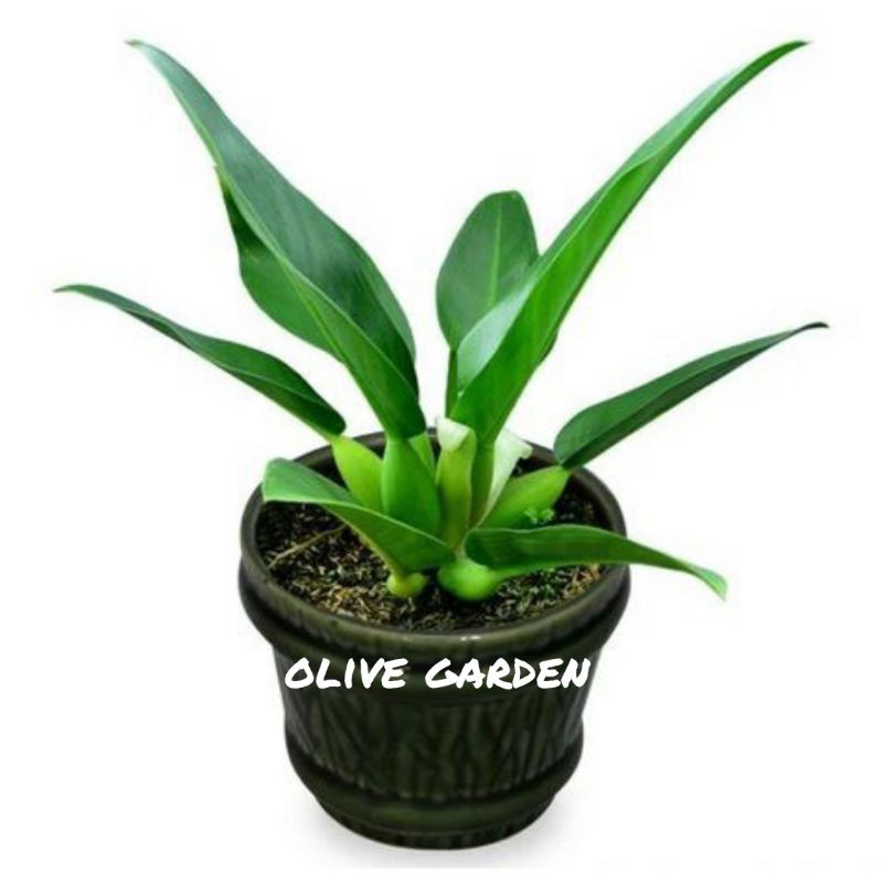 philo katak atau philo eceng