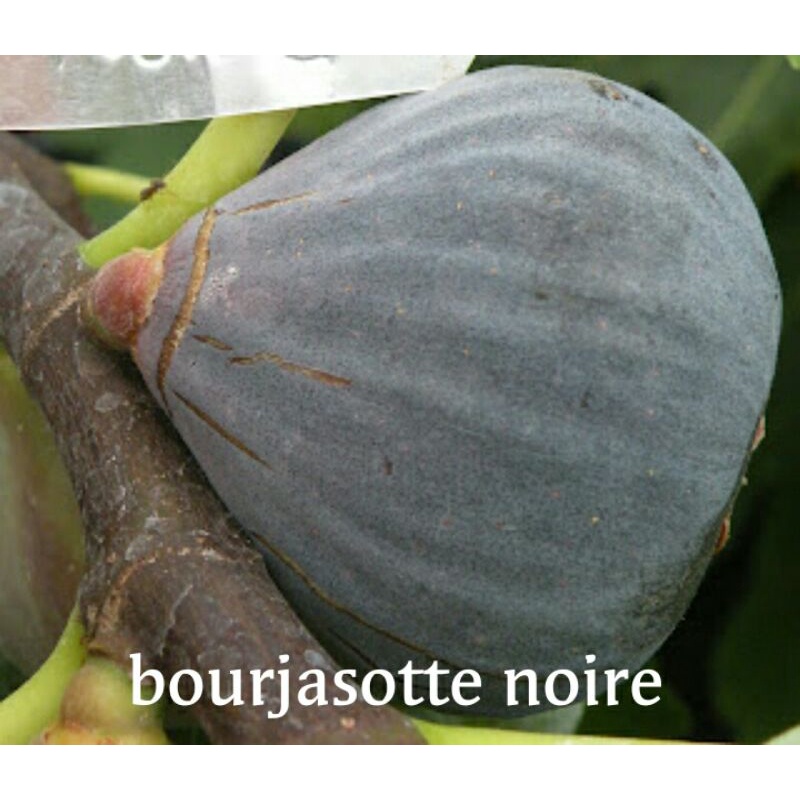 bibit buah tin hitam fresh cangkok jenis bourjasotte niore