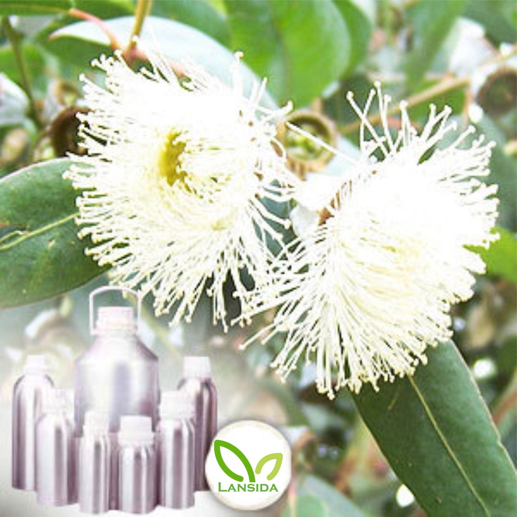 Eucalyptus Essential Oil 100 ml Minyak Atsiri Eukaliptus Globulus Murni