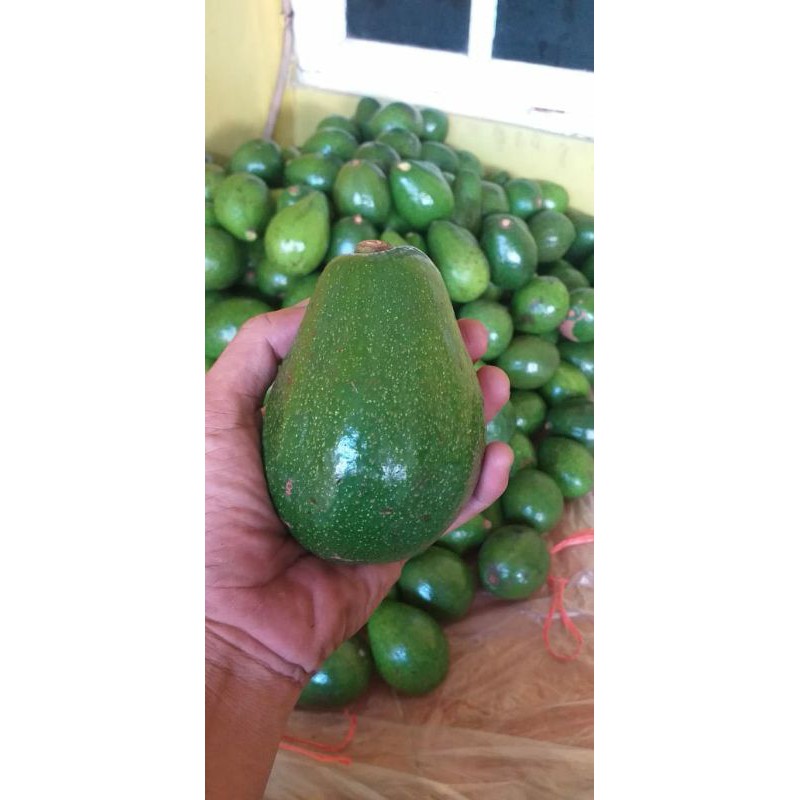 

Alpukat Mentega Grade A