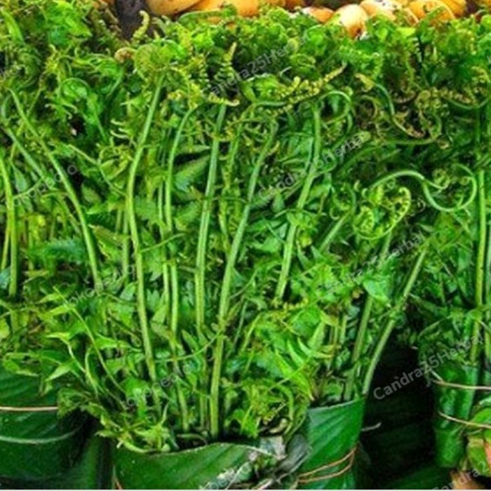 

Sayur pakis sayur organik menyehatkan