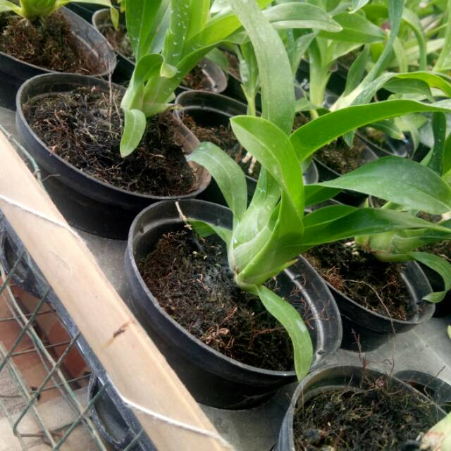 Remaja anggrek gramma scriptum