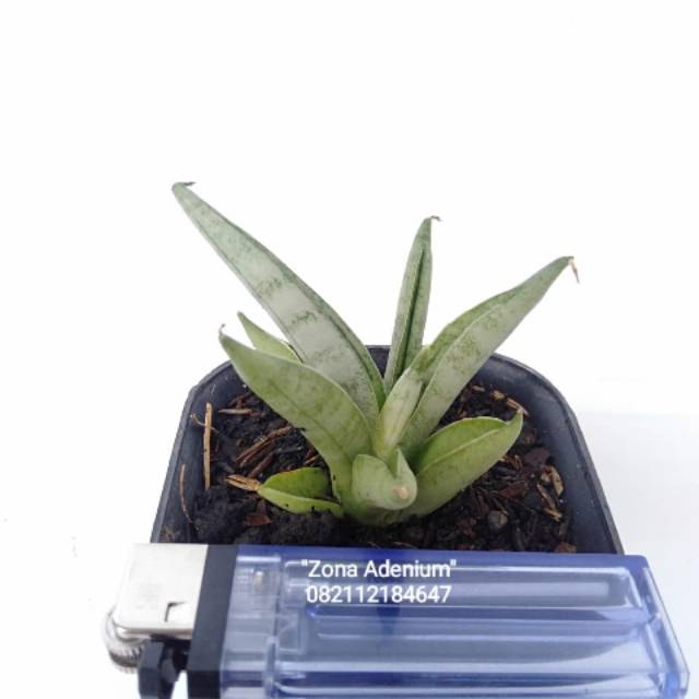 Sansevieria boncel silver