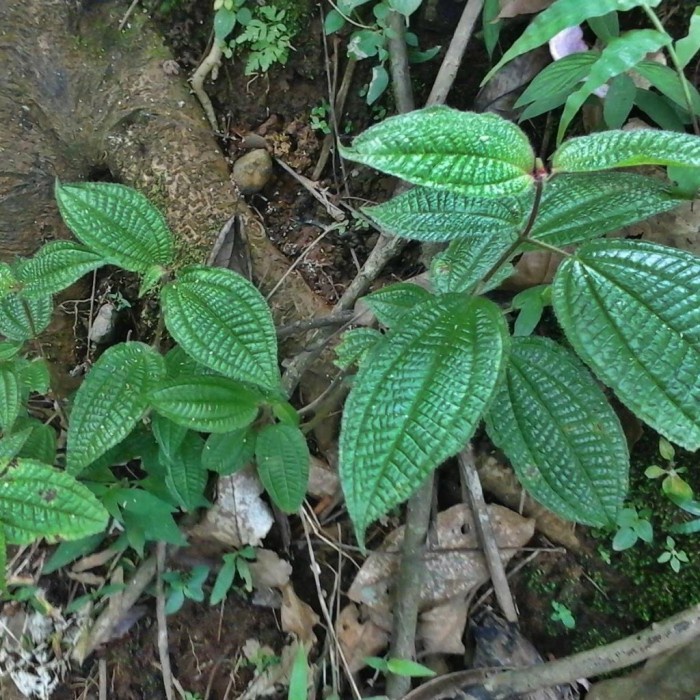 

DAUN SENGGANI BUBUK 1 KG - Melastoma Malabathricum - MURNI - JSR