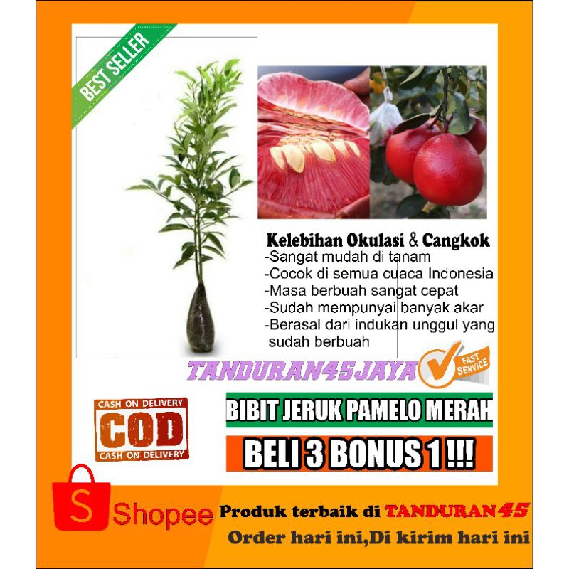 Bibit jeruk pamelo(RED PAMELO)