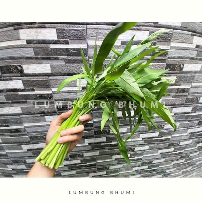 

Order Langsung Kangkung BERSIH 1 Ikat - terbaik
