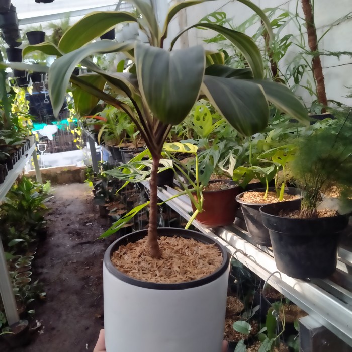 Pot Tanaman / Pot Semen / Terrarium Jakarta / 15 Cm