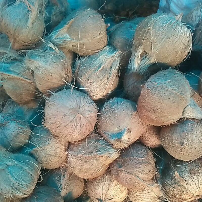 

kelapa tua