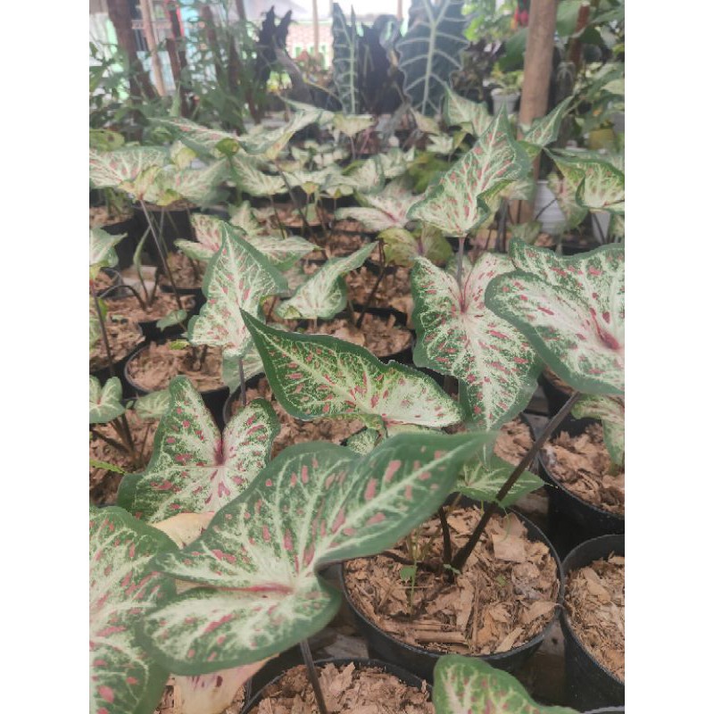 tanaman hias  keladi corong - caladium ginger land - keladi gingerland - keladi hias - caladium