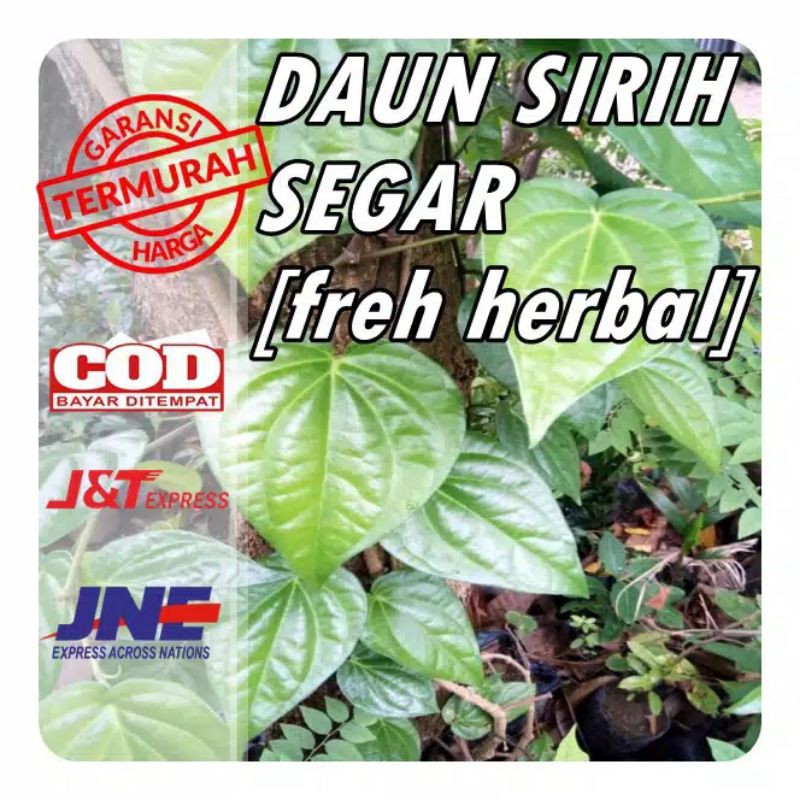 

herbal daun sirih hijau berat 500 gram
