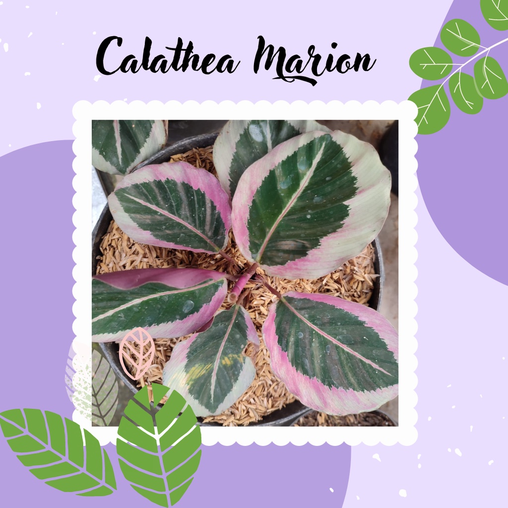 Tanaman Calathea Hias Calathea Marion Kalatea Marion Marion