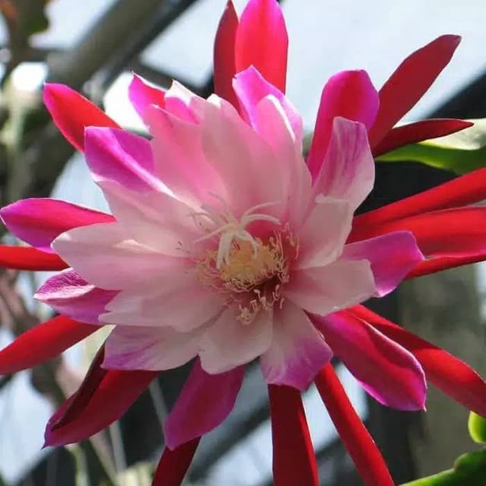 promo Bibit Tanaman Hias Wijaya Kusuma Bunga Ungu - merah - pink murah-tanaman bunga hidup-bunga gantung tanaman hias-tanaman bunga hidup-bunga gantung hidup