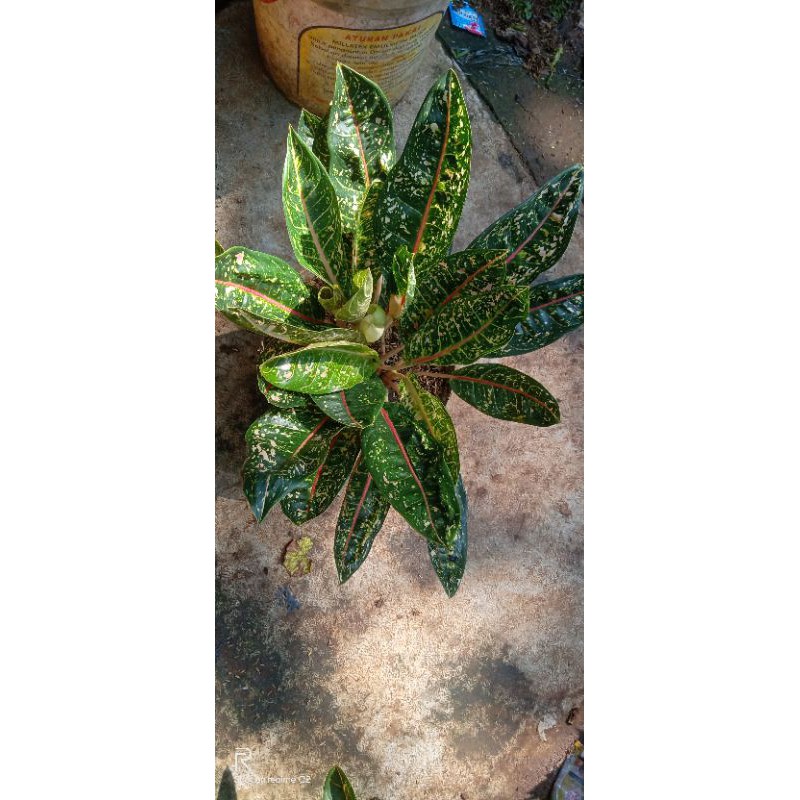 paket 10 pohon aglonema donacarmen remaja