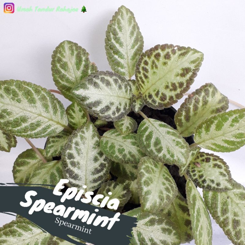 Episcia Spearmint Episcia Hijau Beludru