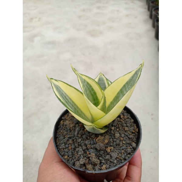 Sukulen Kaktus Sansevieria Golden Honey Bonus Pot