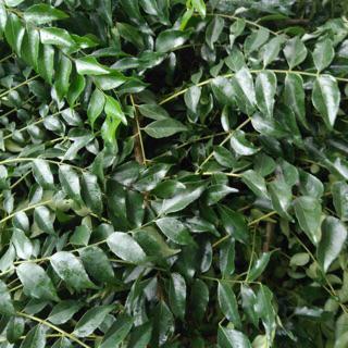 Daun Kari Salam Koja Temurui Shopee Indonesia