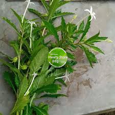 

Daun kitolod atau daun ki korejat segar 500 gram