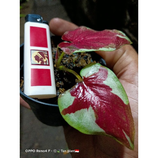 CALADIUM_DWI_WARNA