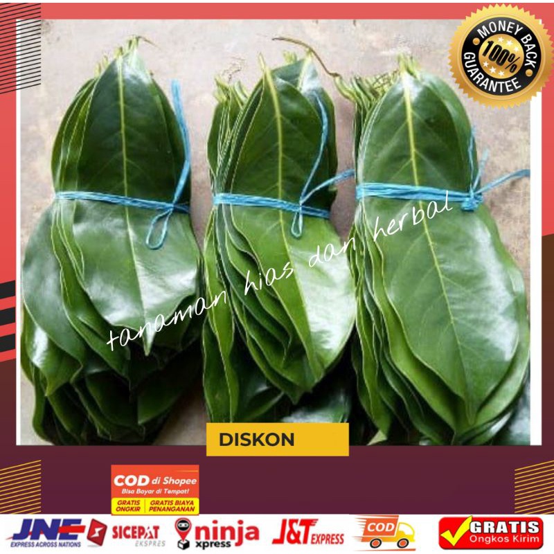 

Daun sirsak segar atau daun nangka Walanda walana segar per1kg