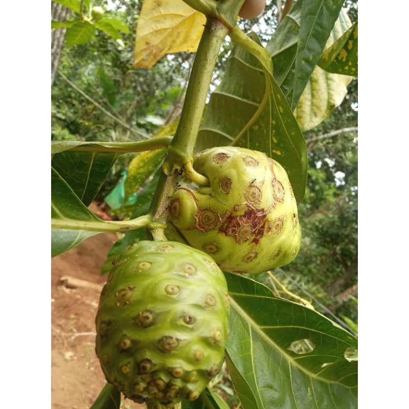 

buah mengkudu atau pace segar 1000gr