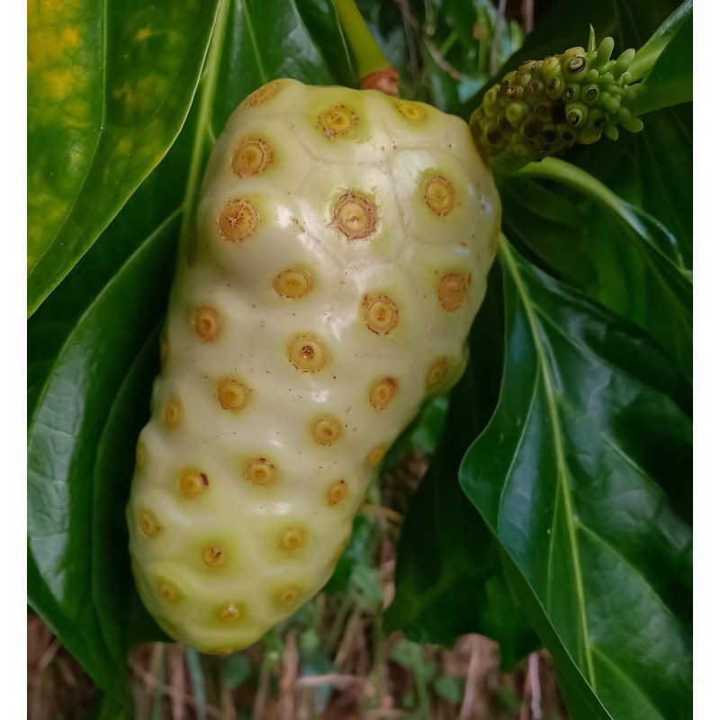 

BUAH MENGKUDU / PACE PESAN BARU PETIK