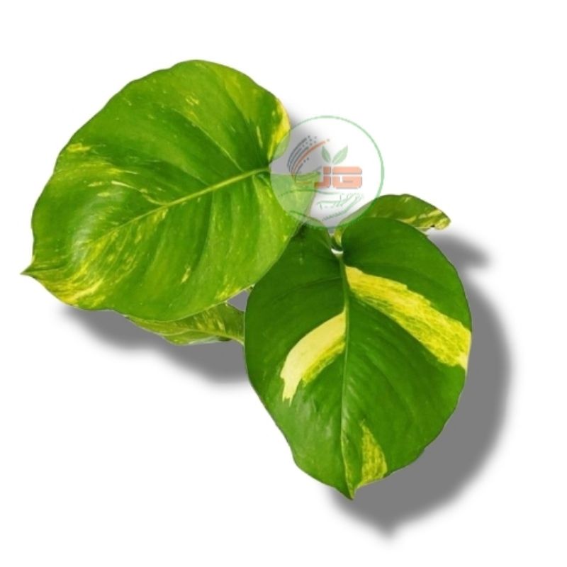 Sirih gading jumbo srigading MURAH