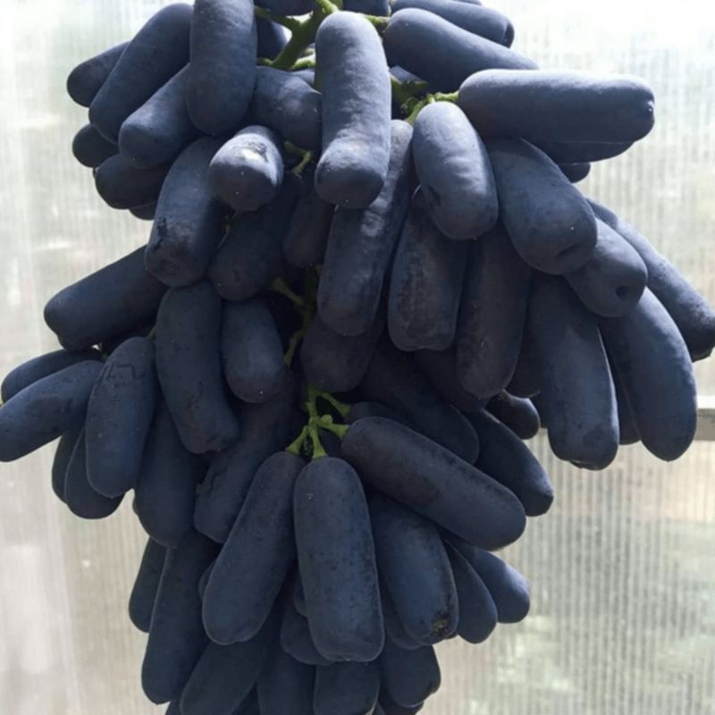 BIBIT ANGGUR IMPORT MOONDROP .ASLI GRAFTING .SUPER.