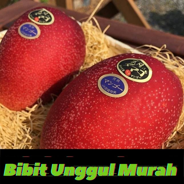 Bibit mangga miyazaki asli