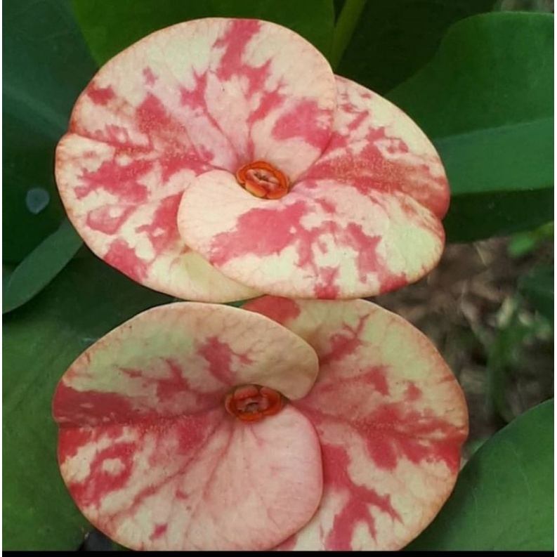 PROMO!!! TANAMAN HIAS EUPHORBIA MILLI