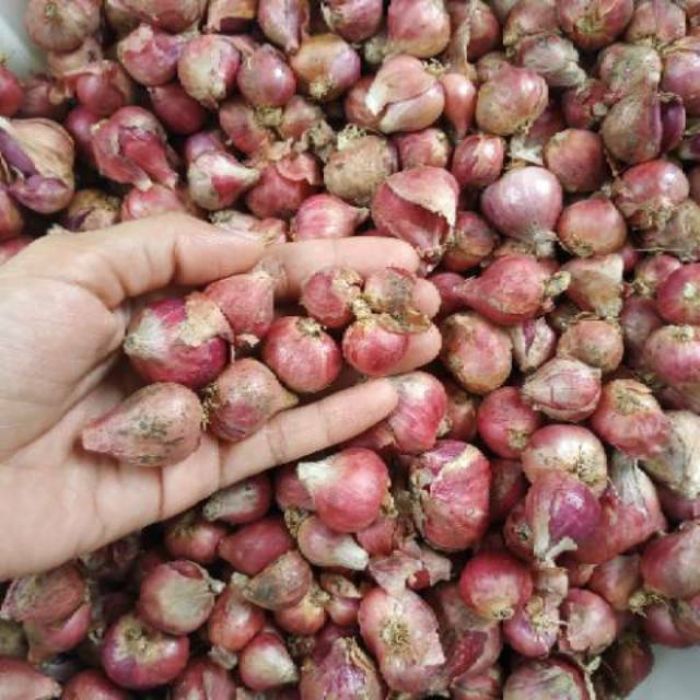 Bawang merah lokal Wates Kulon Progo kemasan kering