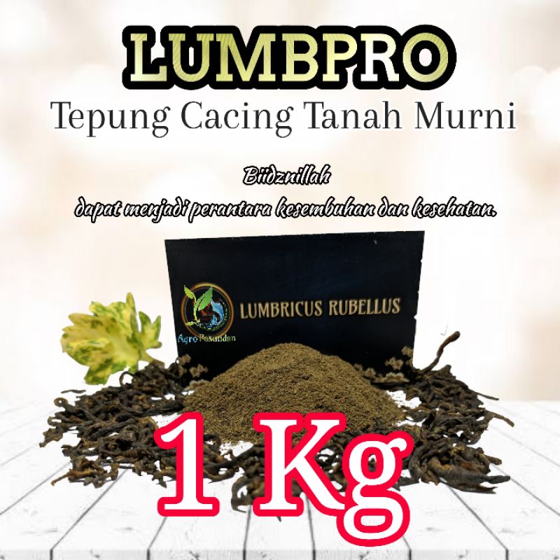 Cacing Kering Lumbricus Rubellus / obat typus tipes