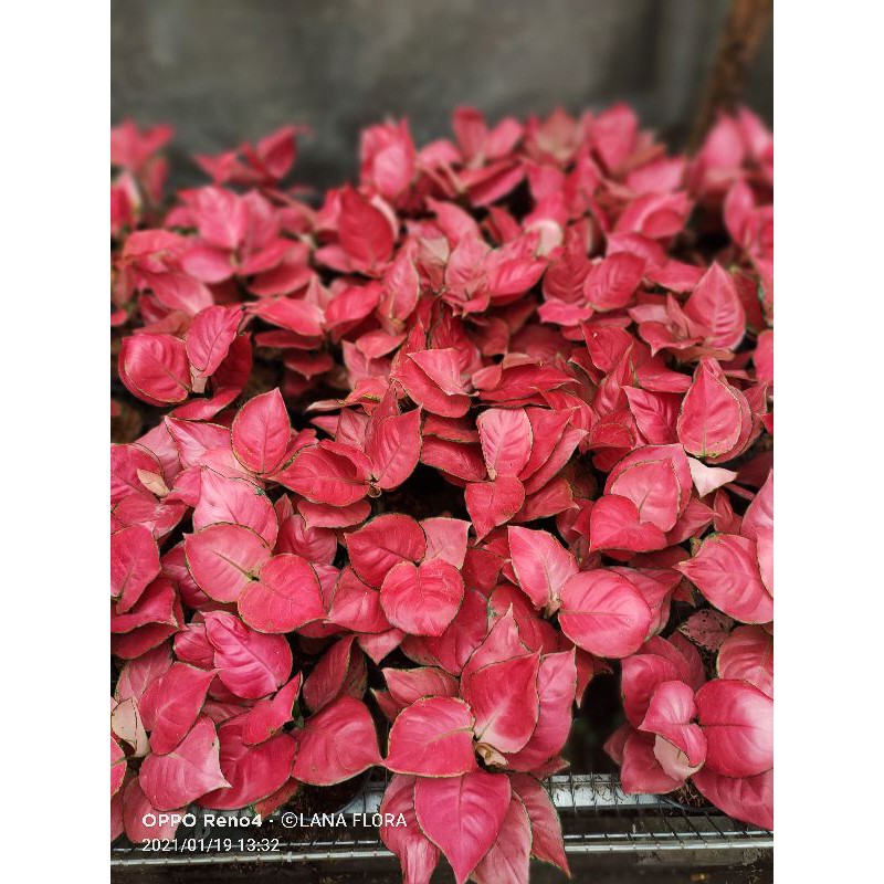 Aglonema Pink katrina