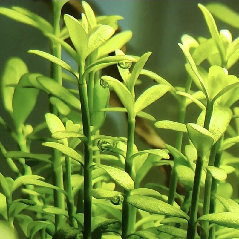 Bacopa Monieri ( tanaman aquascape tanpa co2 )