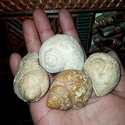 batu fosil keong