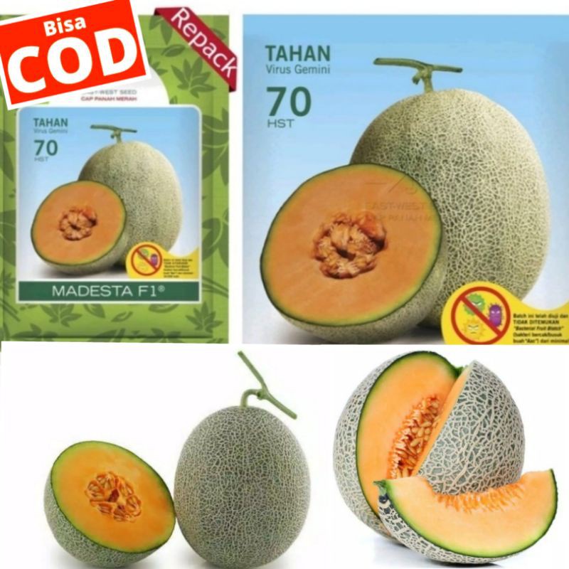 BENIH MELON HIBRIDA GOLDEN AROMA MADESTA F1, BIBIT MELON GOLDEN