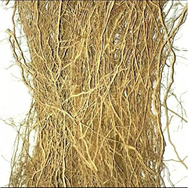 akar senggani aquascape