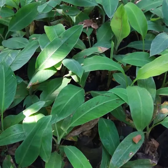 

bibit pisang cavendish unggul