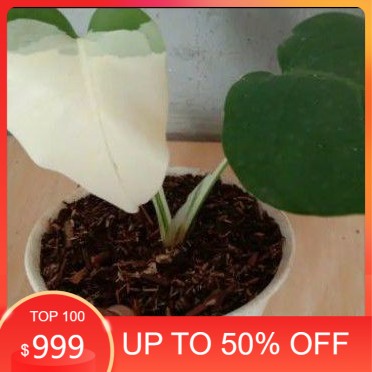 bibit Bibit monstera variegata albino super white