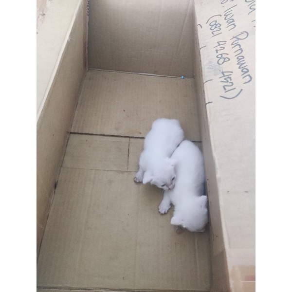 

Packing tambahan kardus bekas